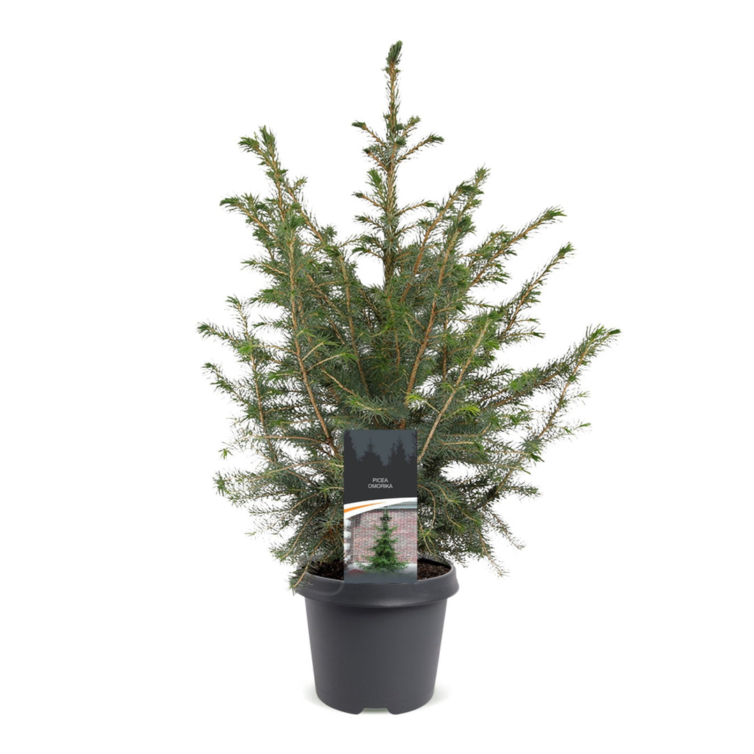Picea omorika Serbian Spruce Christmas tree in Ø23cm pot, image 2
