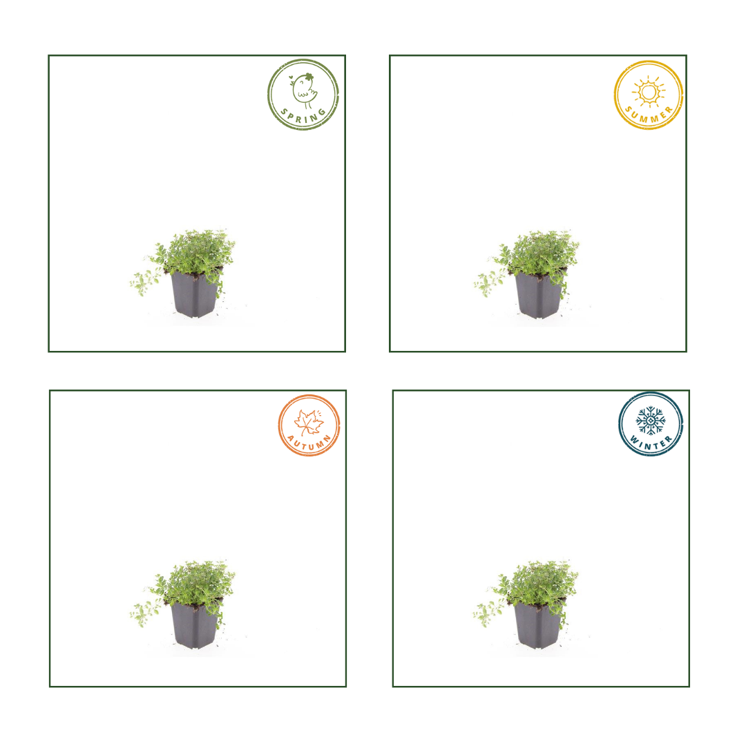 6x thymus serpyllum - ↕10-25cm - Ø9cm