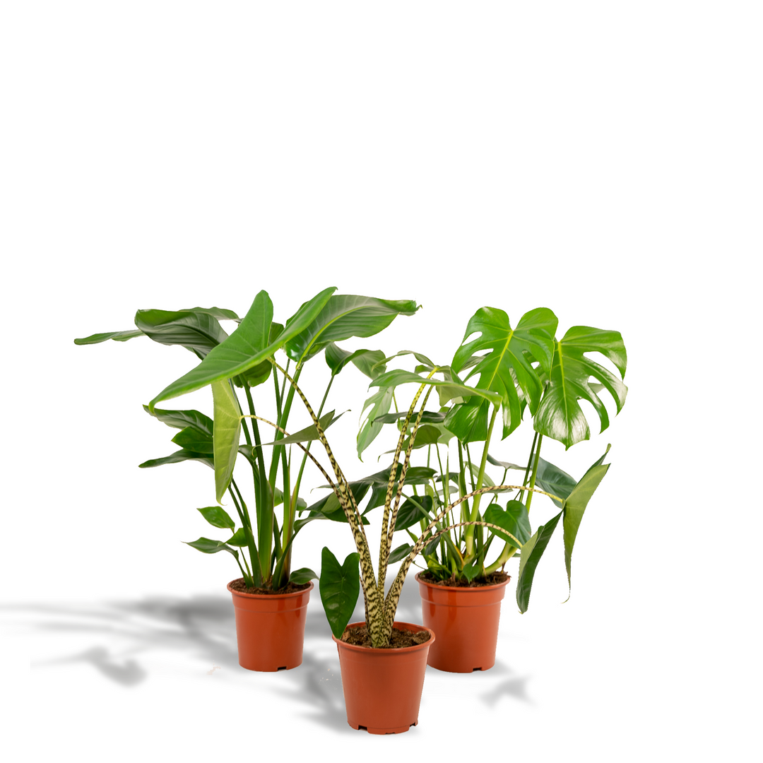 Tropical Trio: Monstera, Alocasia & Strelitzia – Fresh, Air-Purifying & Easy Care!