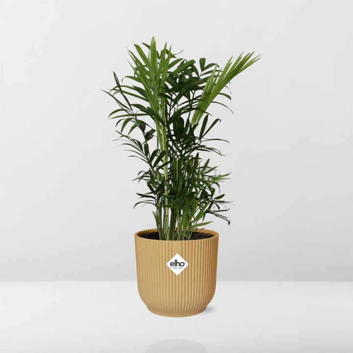 Chamaedorea Elegans - Dwarf Mountain Palm Indoor Plant Low Light