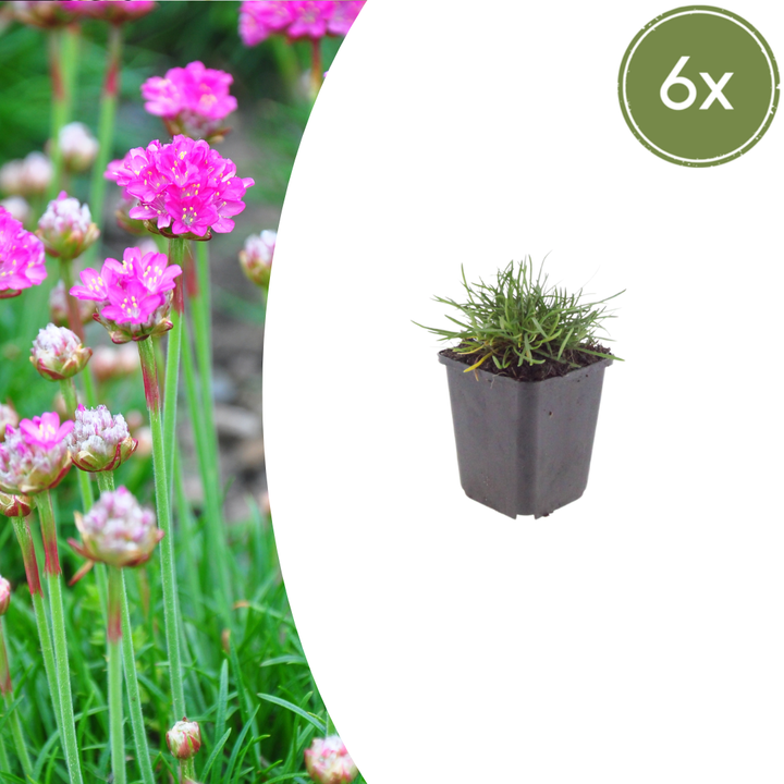 6x Armeria m. 'Splendens' - ↕10-25cm - Ø9cm