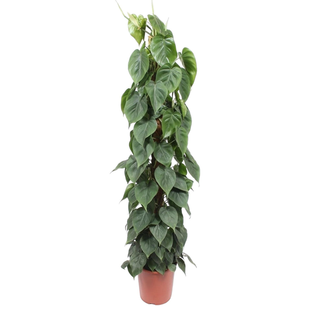 Large Philodendron Bipinnatifidum Cum Laude houseplant with glossy dark green leaves, by Everspring