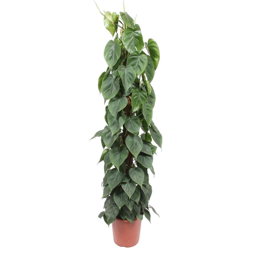 Large Philodendron Bipinnatifidum Cum Laude houseplant with glossy dark green leaves, by Everspring