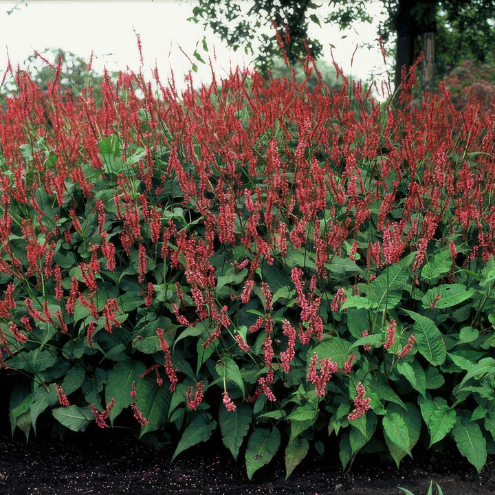 Red Persicaria amplexicaulis plant with lush green foliage, 10-25cm tall, by Everspring.