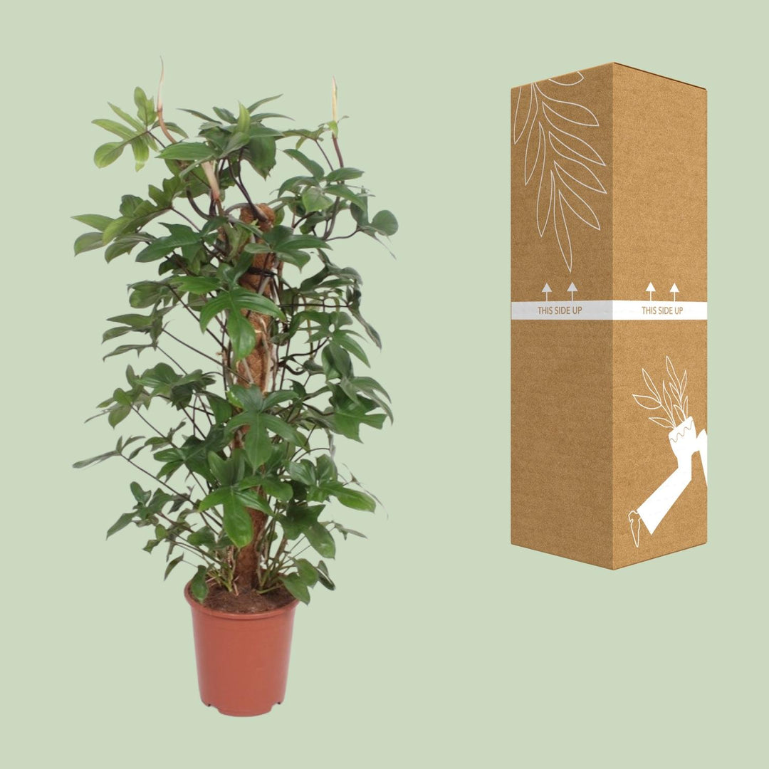 Philodendron Pedatum 130cm - Indoor Plant 27cm Pot - Easy Care