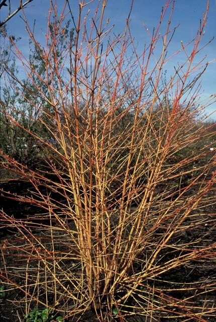 48x Cornus Midwinter Fire Dogwood - 9cm Pot - Fiery Winter Stems