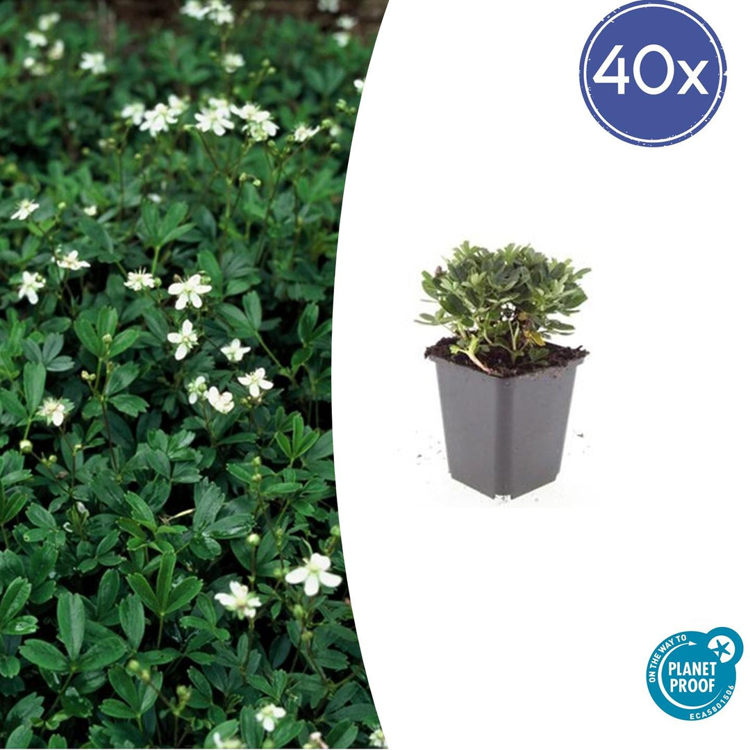 40x Potentilla tridentata 'Nuuk' - Hardy Evergreen Ground Cover - Ø9cm