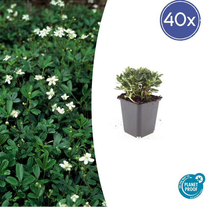 40x Potentilla tridentata 'Nuuk' - Hardy Evergreen Ground Cover - Ø9cm