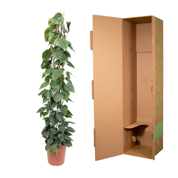 Philodendron Green Wonder houseplant with heart-shaped green leaves, 160cm tall, by Everspring.