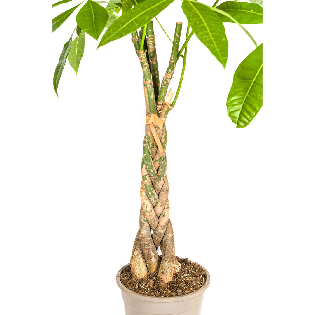 Pachira Aquatica 90-110cm — Money Tree in 21cm pot, with basket