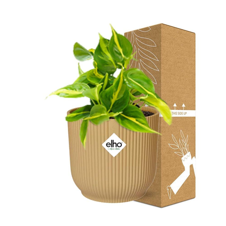 Philodendron Brasil indoor plant with vibrant green and yellow leaves in a decorative pot by Everspring