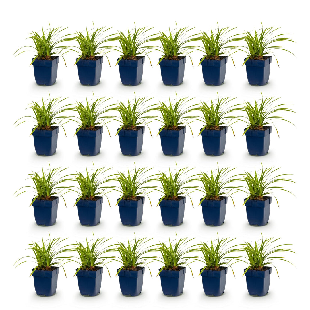 24x Carex morrowii Ice Dance Japanese sedge in 11cm pots - view 2