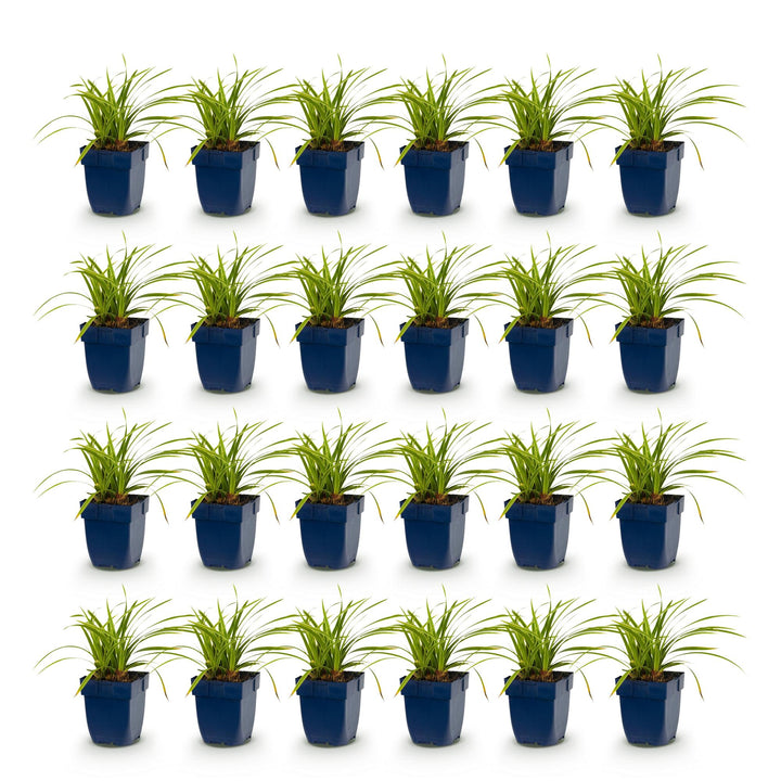24x Carex morrowii Ice Dance Japanese sedge in 11cm pots - view 2