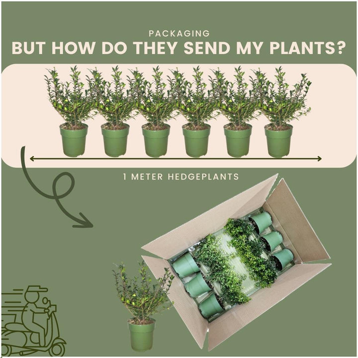 Ilex crenata 'Jenny' mountain holly plants, pack of 24, image 6