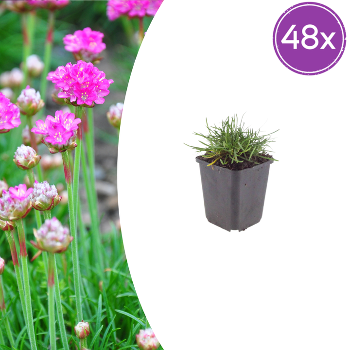 48x Armeria m. 'Splendens' - ↕10-25cm - Ø9cm