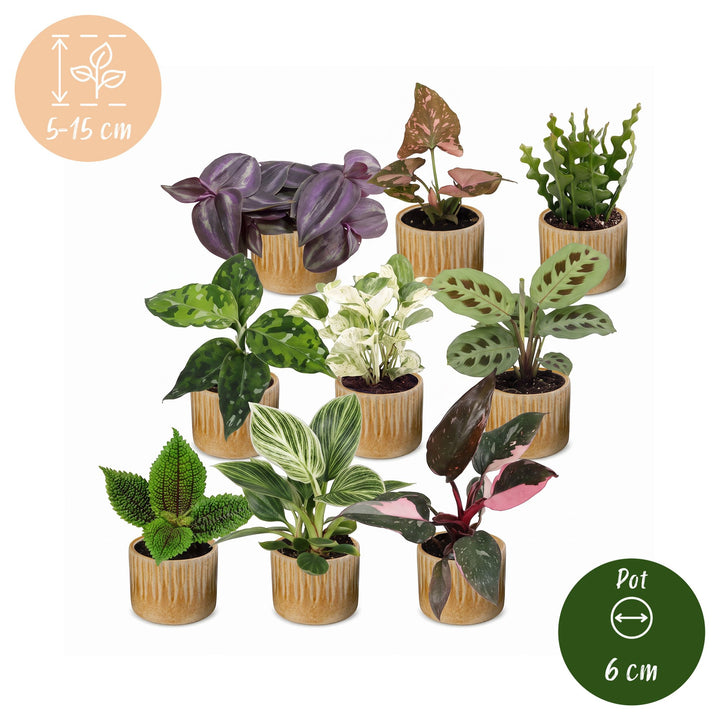 Baby Plants Surprise Box, pack of 9 tropical mini plants, image 6