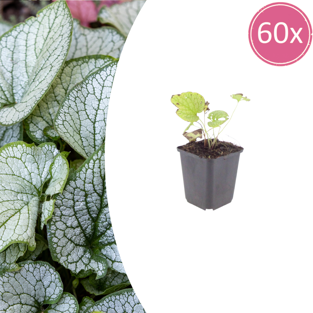 60x Brunnera macr. 'Jack Frost' - ↕10-25cm - Ø9cm