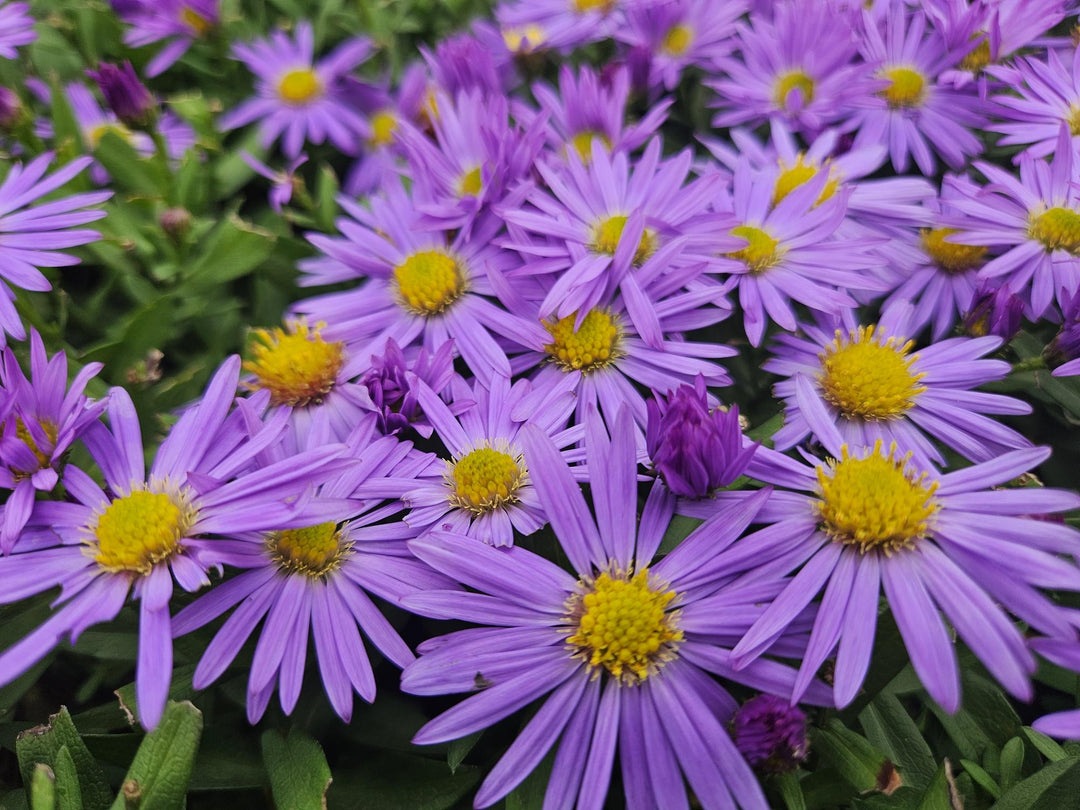 Aster Dumosus Prof Anton Kippenberg - Purple Fall Blooming Perennial