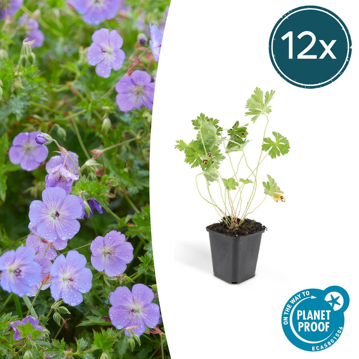 12x Plantas Perennes Geranio Rozanne - Violeta-Azul - Maceta de 9cm
