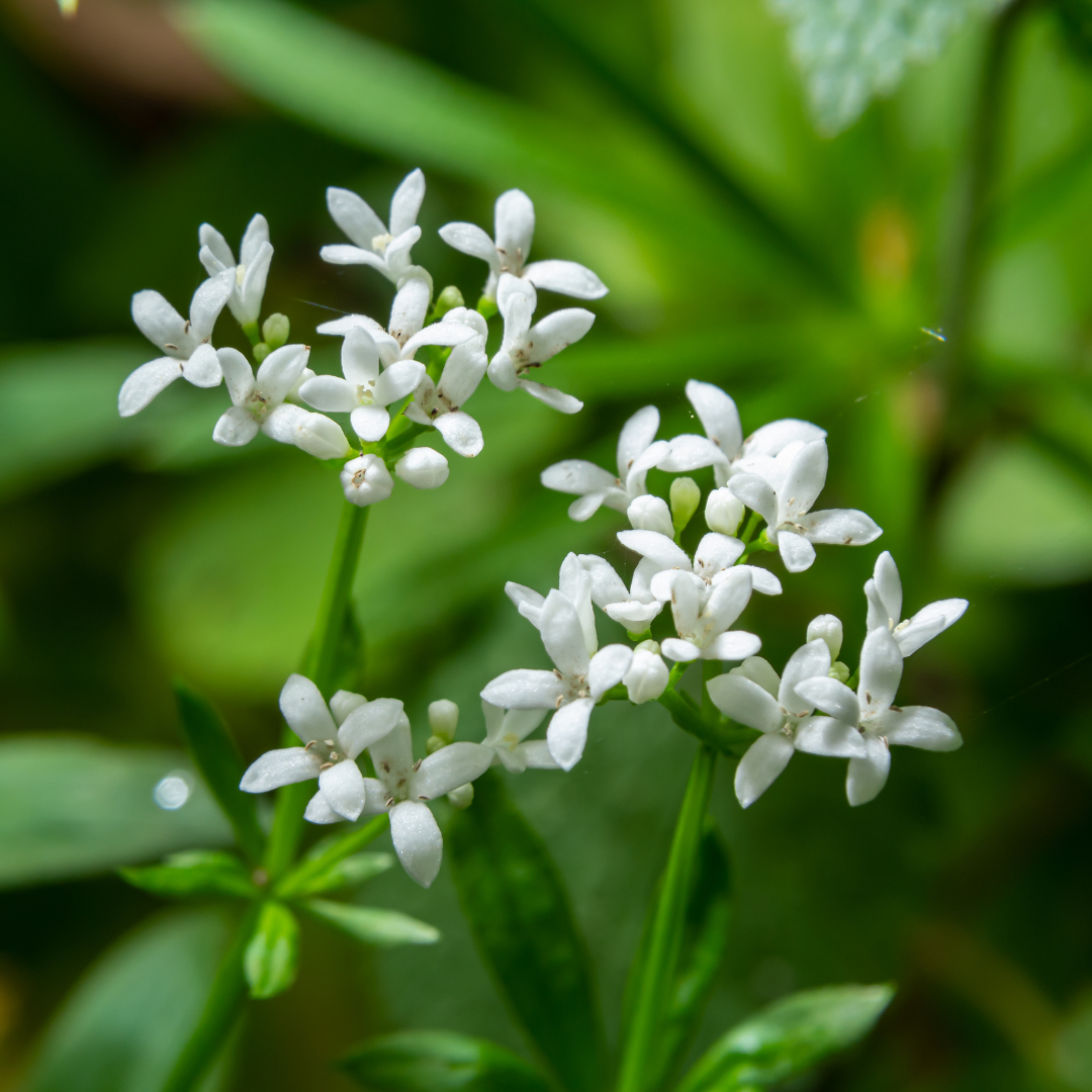 24x Galium odoratum - ↕10-25cm - Ø9cm
