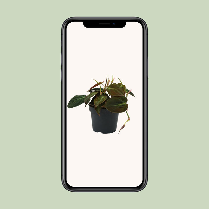 Philodendron Micans Plant - 12cm Pot Indoor Houseplant Easy Care