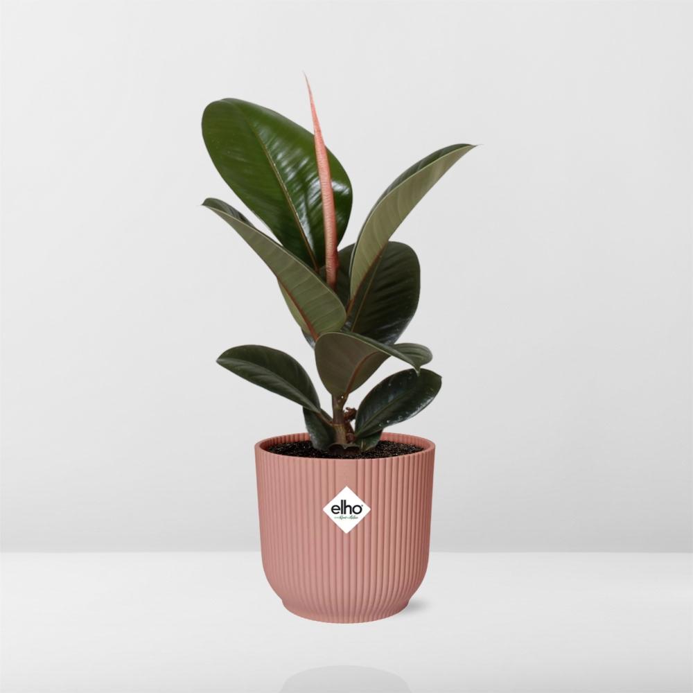 Rubber Plant Robusta (Ficus elastica 'Robusta') in a pink ELHO Vibes pot, view 6