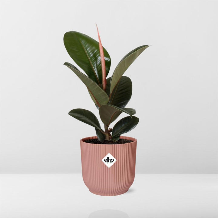 Rubber Plant Robusta (Ficus elastica 'Robusta') in a pink ELHO Vibes pot, view 6