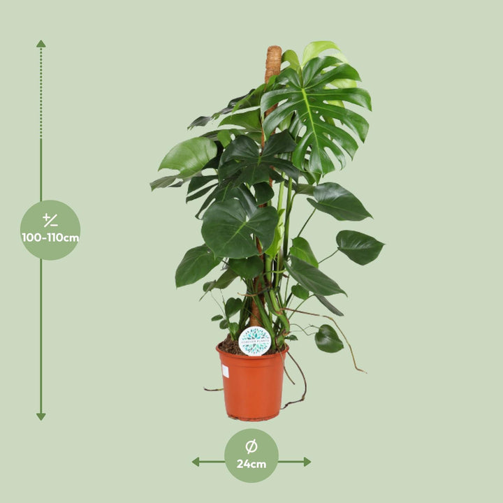 Monstera Deliciosa Plant 105cm - Large Indoor Houseplant 24cm Pot