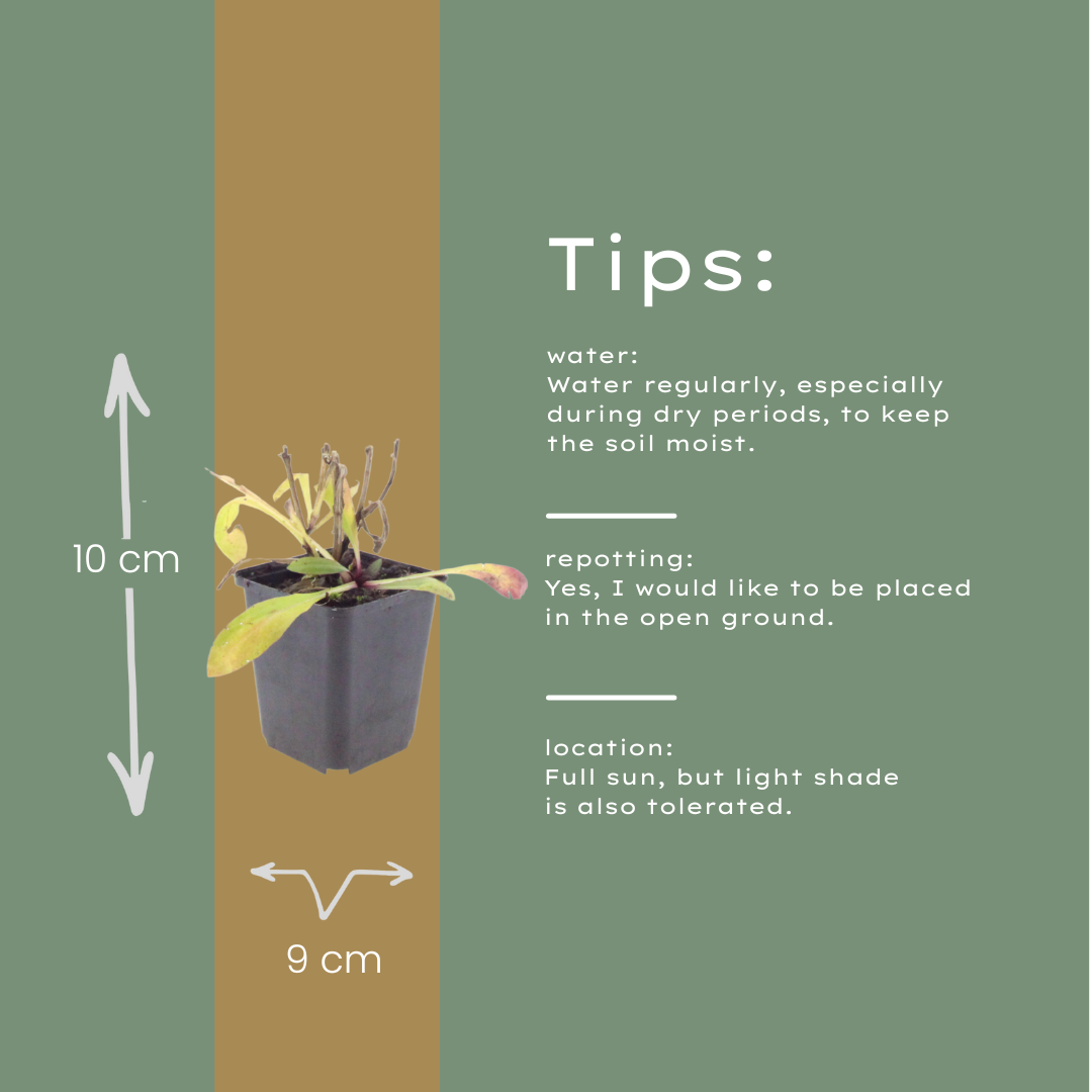 24x Helenium 'Moerheim Beauty' - ↕10-25cm - Ø9cm