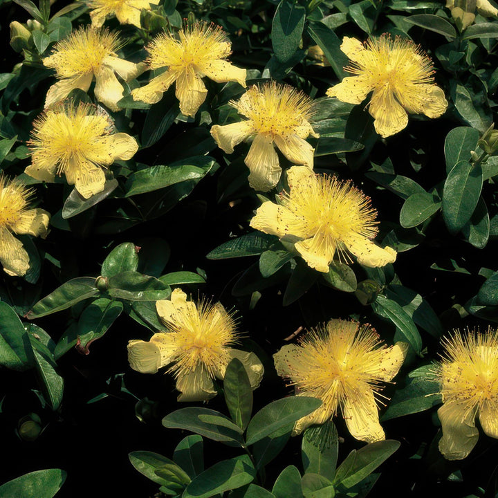 40x Hypericum Calycinum Ground Cover - Semi-Evergreen - Ø9cm