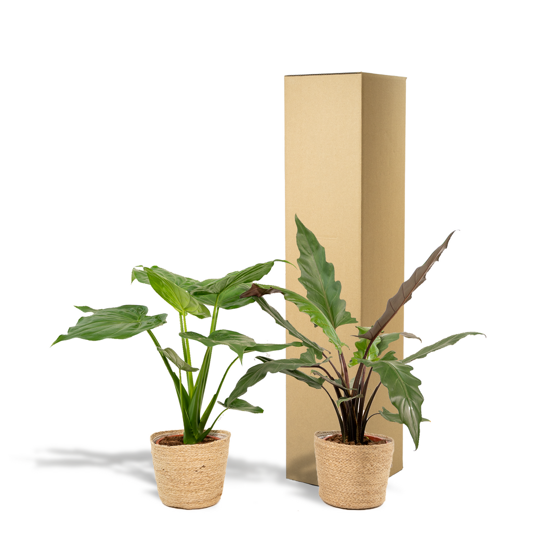 Alocasia Cucullata & Lauterbachiana Set - Air Purifying Plants