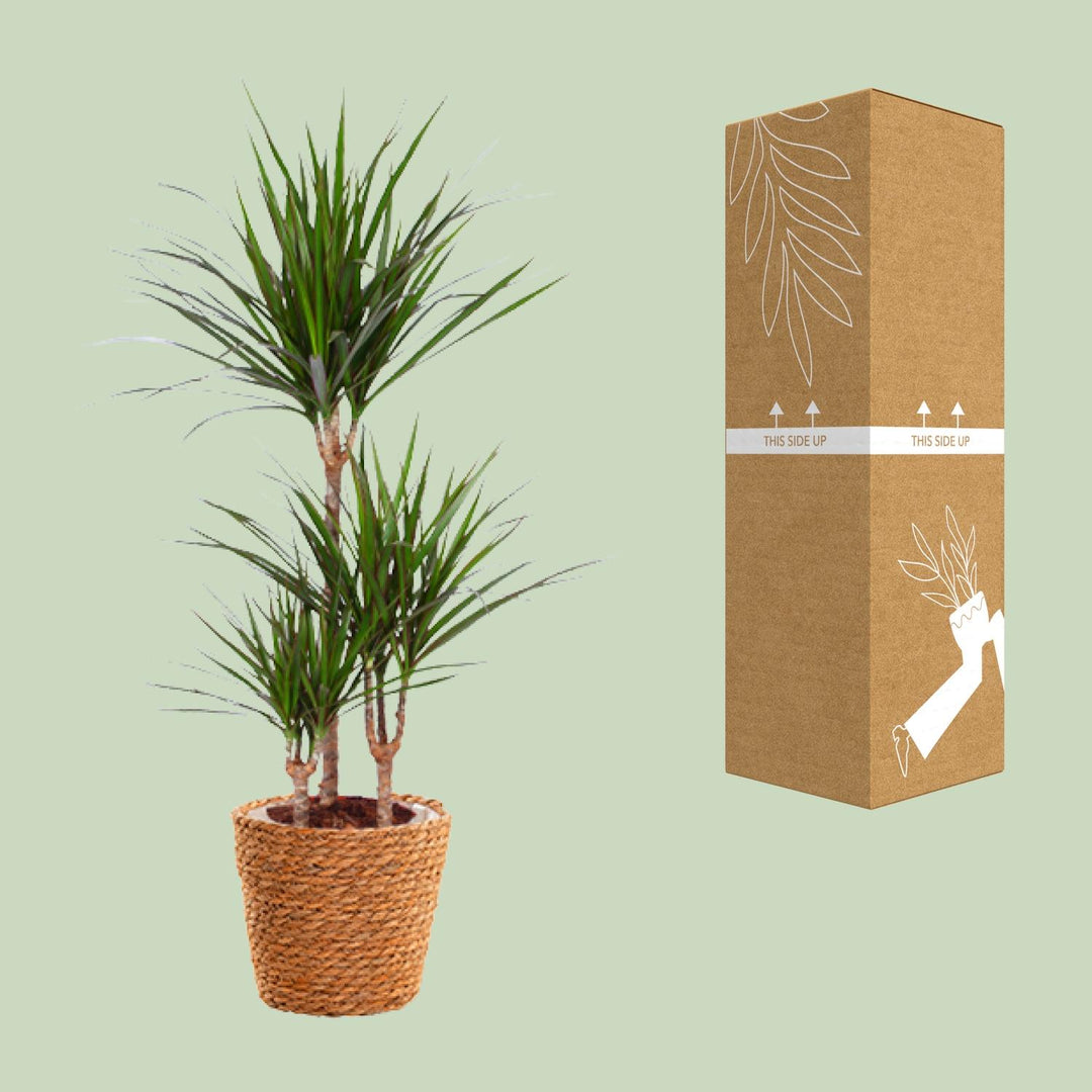 Dracaena Marginata - Ø21cm - ↕95cm + seagrass basket