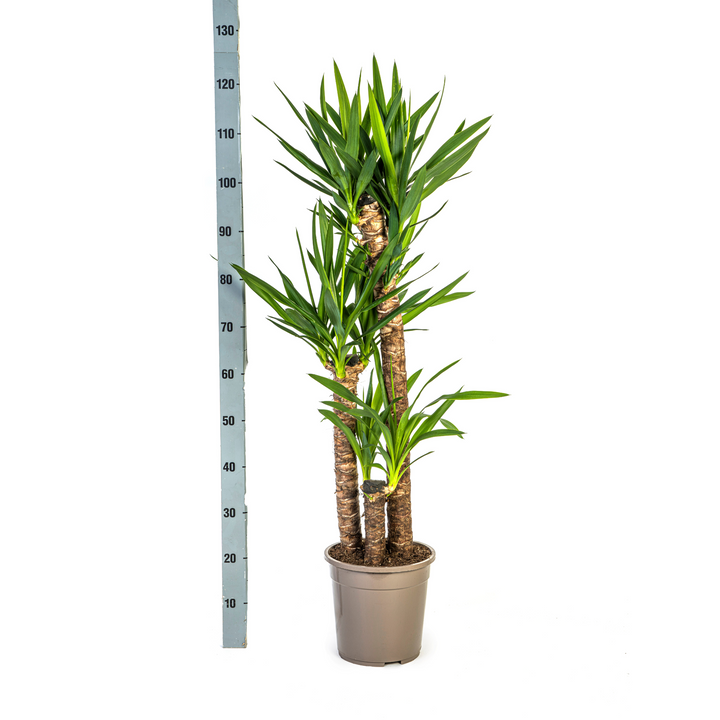 Yucca Elephantipes 120-140cm — Spineless Yucca in 24cm pot, with basket