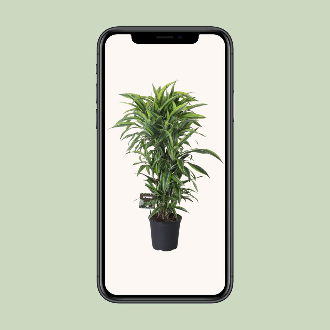 Dracaena Fragrans Lemon Lime 120cm — healthy root ball and nursery pot ready to ship from Ireland