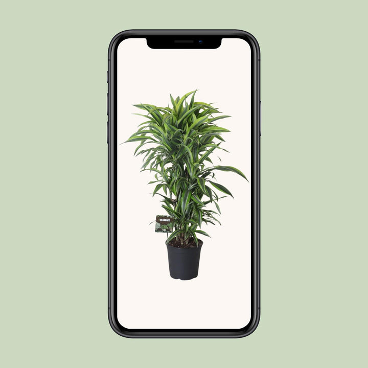 Dracaena Fragrans Lemon Lime 120cm — healthy root ball and nursery pot ready to ship from Ireland