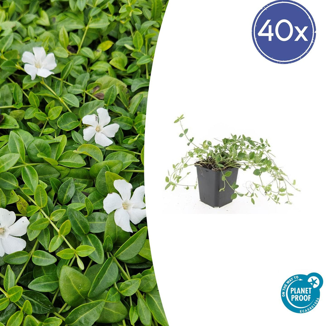 40x Vinca minor 'Gertrude Jekyll' White Lesser Periwinkle 9cm