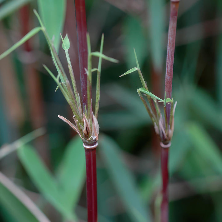 Bamboo - Fargesia Red Dragon - Evergreen - Non-invasive - Green - 18 Plants - Pot 14cm - Height 35cm