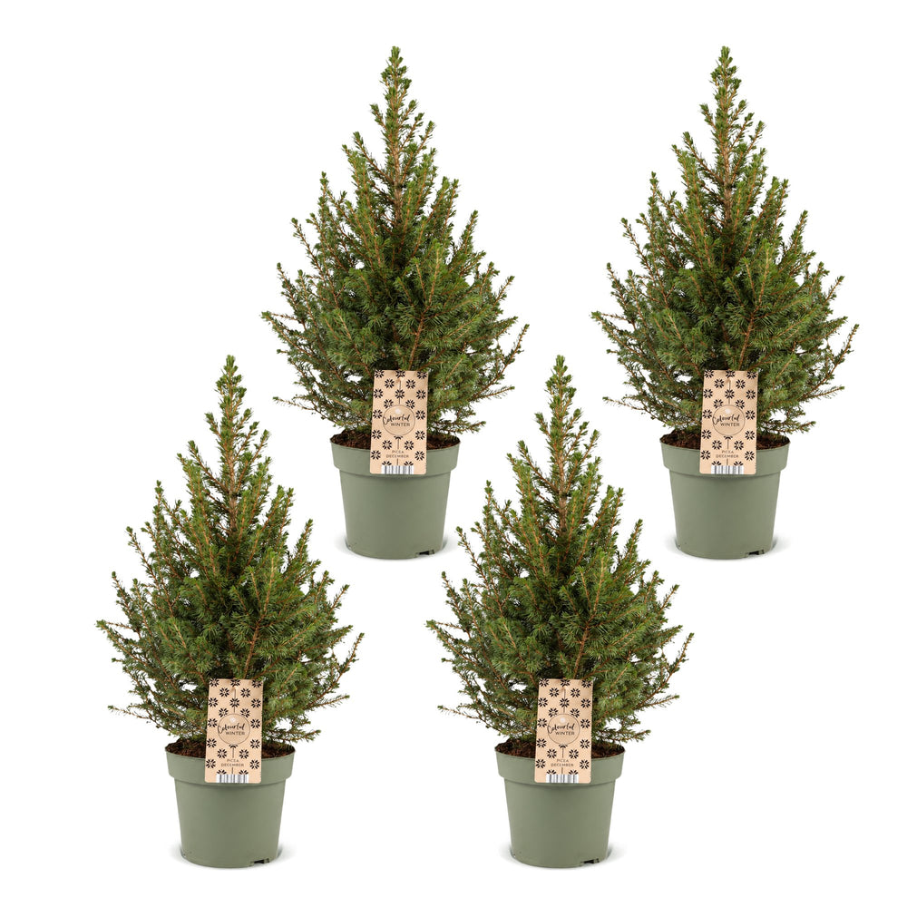 Pack of 4 potted dwarf spruce Christmas trees, 65cm in 17cm pots - view 2