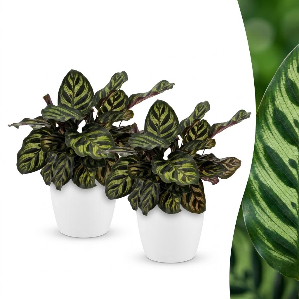 Calathea Makoyana - Peacock Plant - 2 Plants - with Potter Wit - Pot 12cm - Height - 25cm
