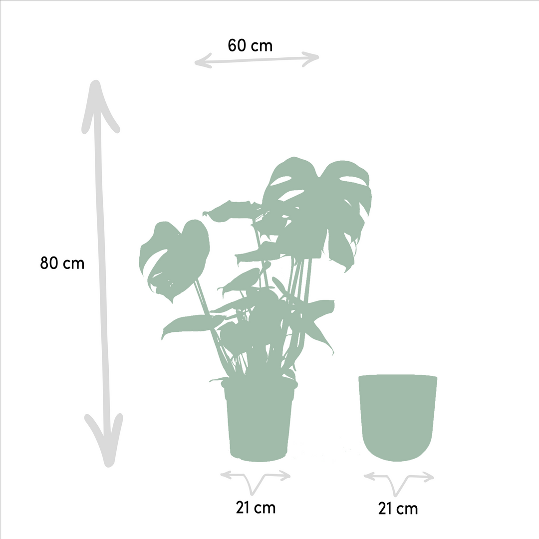 Monstera Deliciosa + Pot Mayk Gold - ↨80cm - Ø21cm