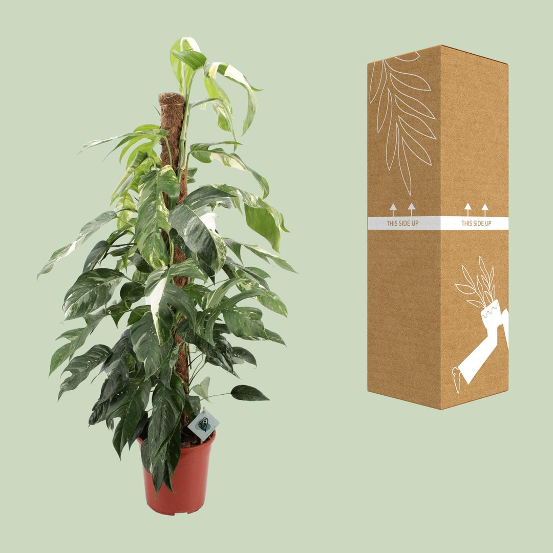 Epipremnum Pinnatum Albo Variegata | Variegated Pothos Plant