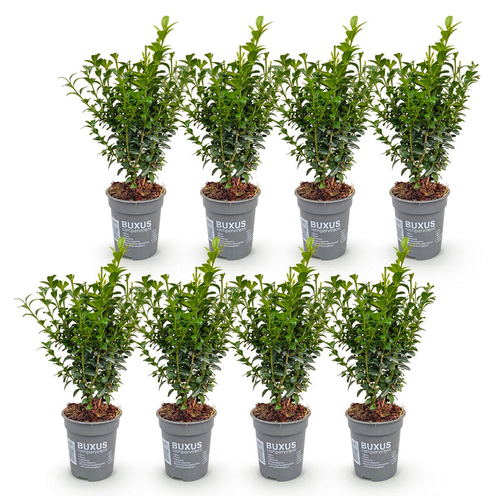 8x Buxus sempervirens boxwood hedging plants in 9cm pots - view 2