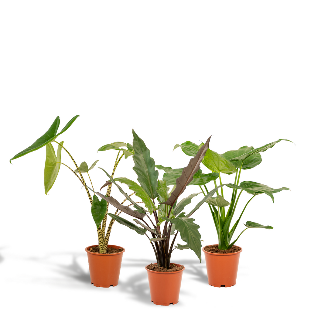 Alocasia Zebrina Plant - Zebra Striped Stems Indoor Houseplant 75cm