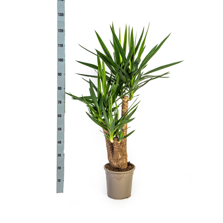 Yucca Elephantipes Branched Indoor Plant Ø24cm 80-100cm with Basket