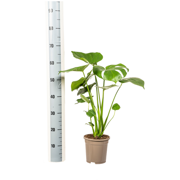 Monstera Deliciosa Tauerii 50-70cm — Mini Monstera in 17cm pot