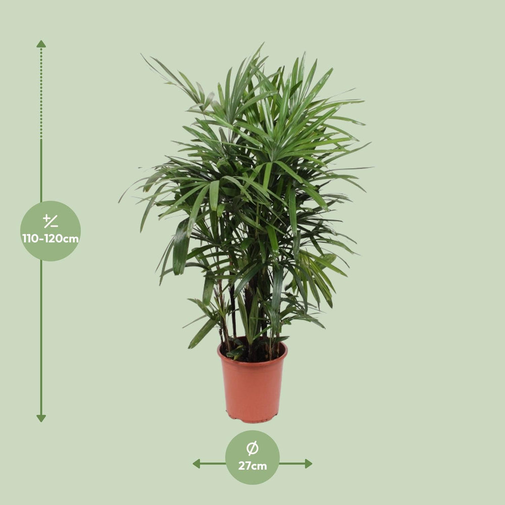 Green Rhapis Excelsa Lady Palm plant in a decorative pot, 120cm tall, by Everspring, ideal for indoor air purification.