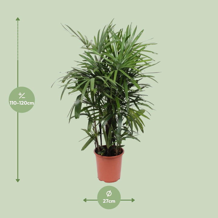 Green Rhapis Excelsa Lady Palm plant in a decorative pot, 120cm tall, by Everspring, ideal for indoor air purification.