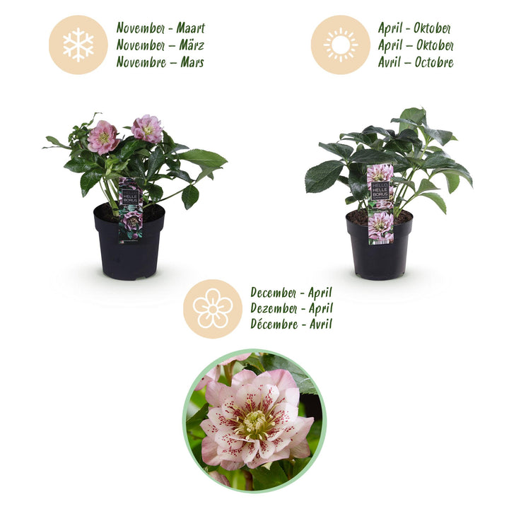 3x Helleborus orientalis 'Double Ellen' mixed colours Lenten Rose in 14cm pots - view 9
