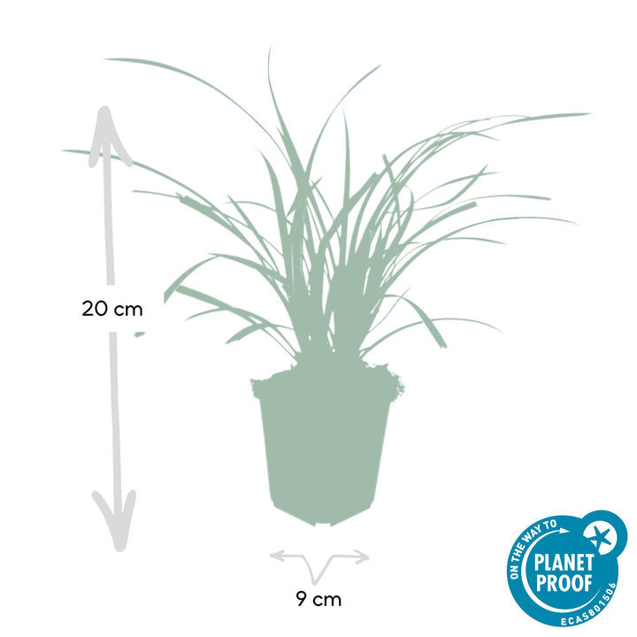 40x Carex morrowii 'Ice Dance' Variegated Sedge - 10-25cm - Ø9cm