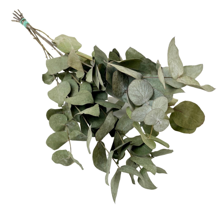 Dried silver green eucalyptus cinerea stems, 50cm, 6 bunches for boho and botanical decor, by Everspring